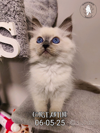 Gattino siberiano purissimo con pedigree