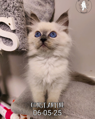 Gattino siberiano purissimo con pedigree