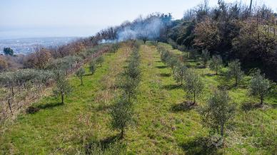Terreno agricolo - Giarre