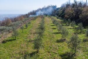 Terreno agricolo - Giarre