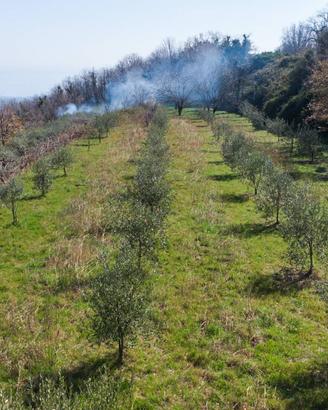Terreno agricolo - Giarre