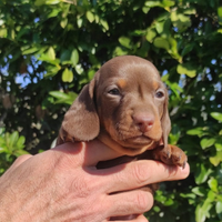 Bassotti cioccolato cuccioli kaninchen