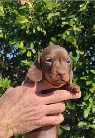 Bassotti cioccolato cuccioli kaninchen