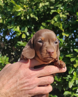 Bassotti cioccolato cuccioli kaninchen