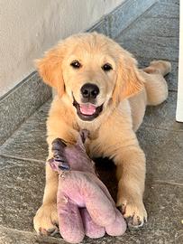 Golden Retriever cuccioli