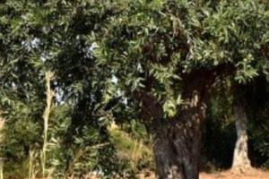 Terreno oliveto vigneto