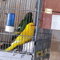 Copie di kakariti
