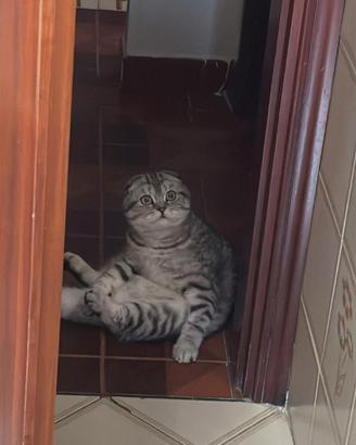 Gatto scottish 9 mesi