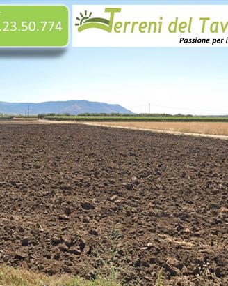 Terreno Seminativo Irriguo a San Severo