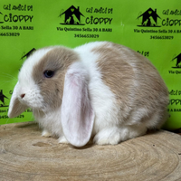 Conigli nani e minilop