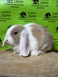 Conigli nani e minilop