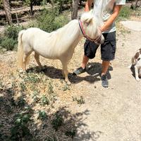 Pony Falabella