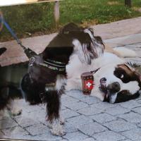 Accoppiamento cani