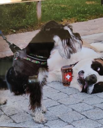 Accoppiamento cani