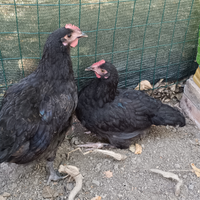 Pulcini e galline