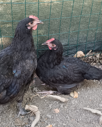 Pulcini e galline