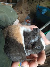 Porcellini D'india Razza US Teddy