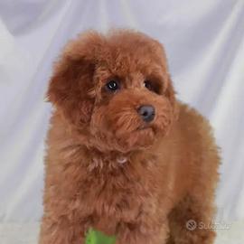 Barboncino Toy fulvo per monta – pedigree ENCI