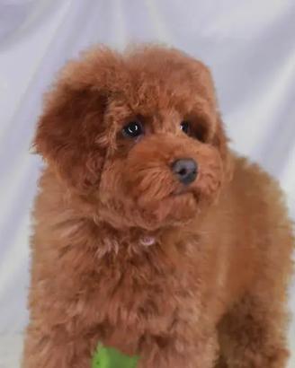 Barboncino Toy fulvo per monta – pedigree ENCI