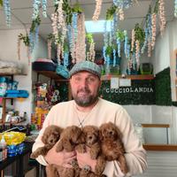 Barboncino toy red 3M 3F anche a rate