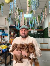 Barboncino toy red 3M 3F anche a rate