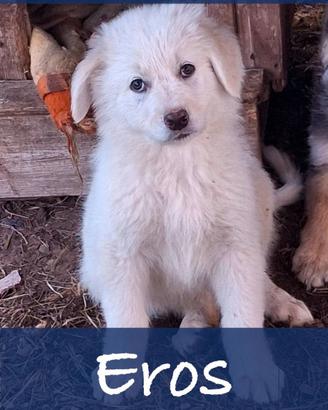 Eros , cucciolo taglia medio grande