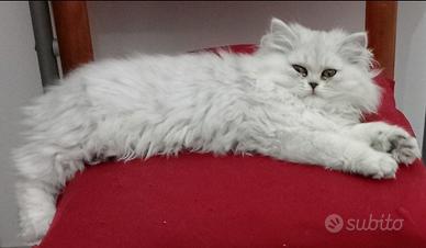 Gatto persiano