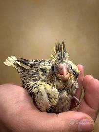 Pappagalli pulli Calopsite baby da imbecco