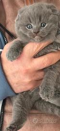 Scottish fold
