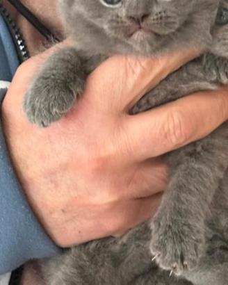 Scottish fold