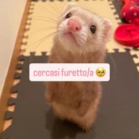 Piccolo furetto