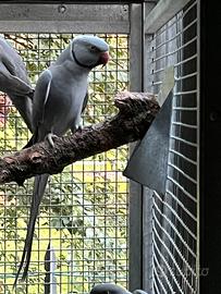 Coppia parrocchetti Opalino