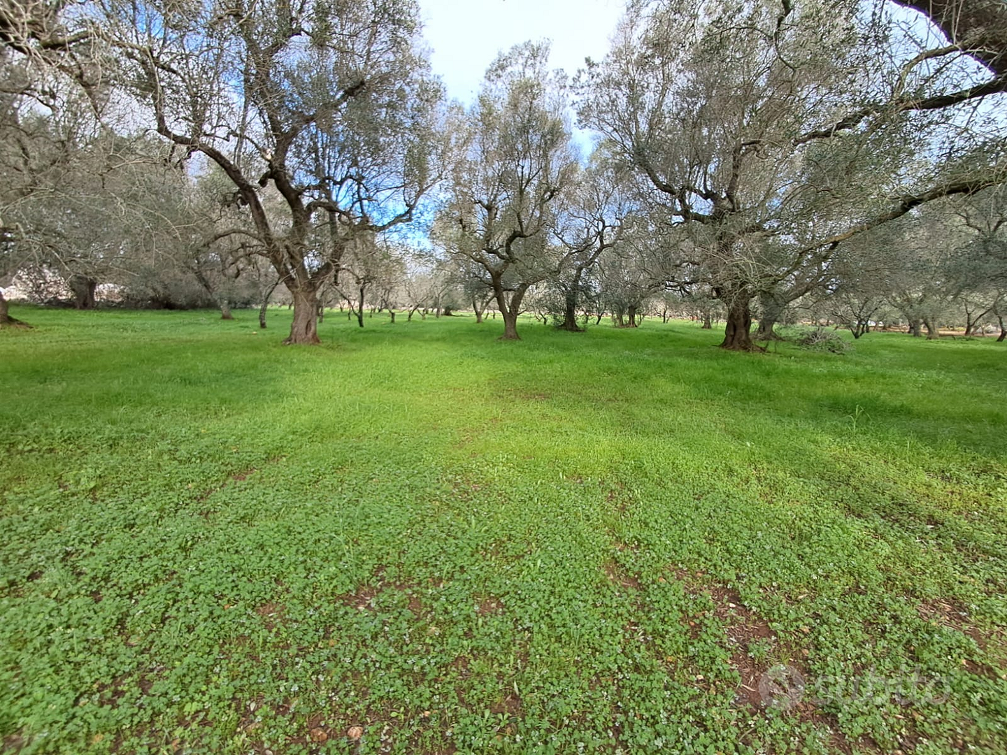 Terreno campagne di ostuni - Vista 4