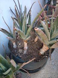 Aloe vera gratis 