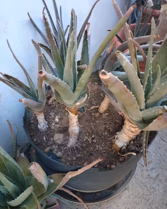 Aloe vera gratis 