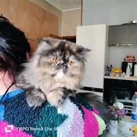 Cucciola di persiano ipertipico