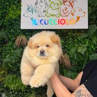 Cucciolata chow chow maschi e femmine