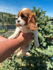 Cucciole cavalier king