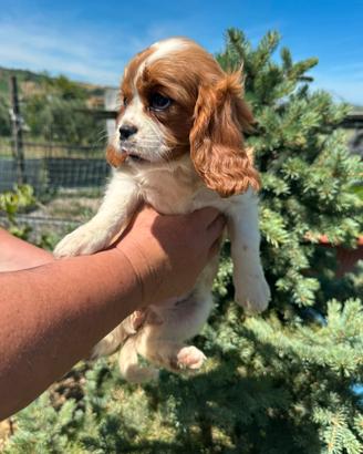 Cucciole cavalier king