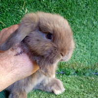 Coniglio razza Ariete nano mini lop