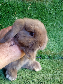 Coniglio razza Ariete nano mini lop