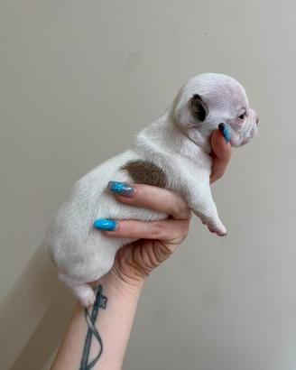 Chihuahua
