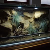 Terrario naturalistico misura 100x50x50 