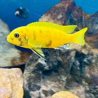 Metriaclima zebra gold Kawanga