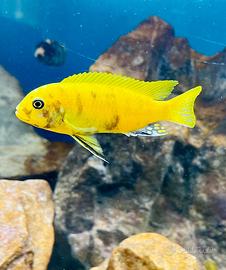 Metriaclima zebra gold Kawanga