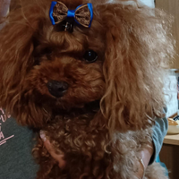 Barboncino Toy - accoppiamento - pedigree ENCI