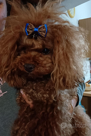 Barboncino Toy - accoppiamento - pedigree ENCI