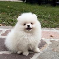 Volpini cuccioli spitz di pomerania