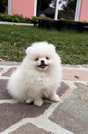 Volpini cuccioli spitz di pomerania