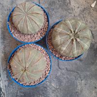Euphorbia obesa